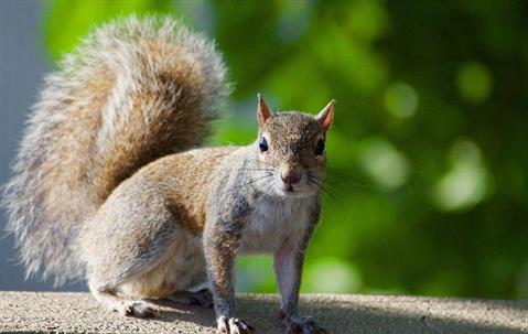 The Problems That Squirrels In Dallas Cause